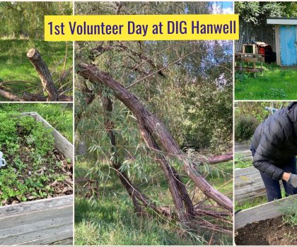 Community Gardening Mondays 10 – 3pm – DIG Hanwell