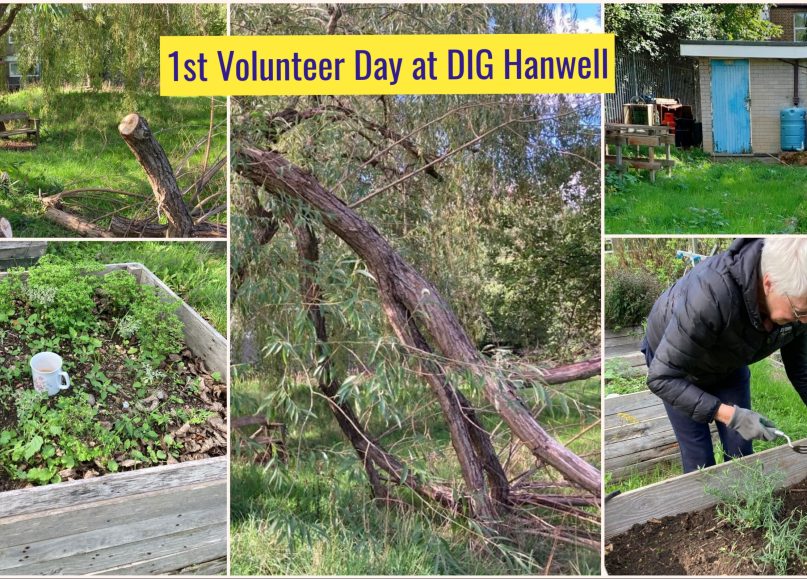 Community Gardening Mondays 10 – 3pm – DIG Hanwell