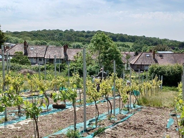 Stomping grapes at Horsenden Grape & Honey Farm